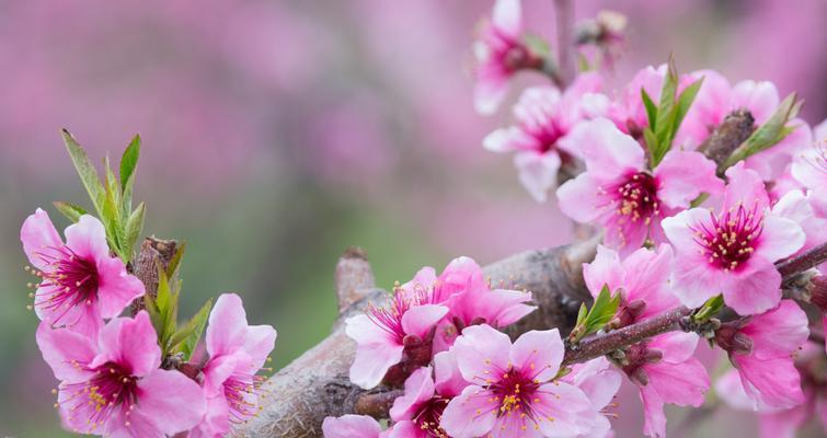 桃花的寓意与象征（桃花的美丽与祝福）