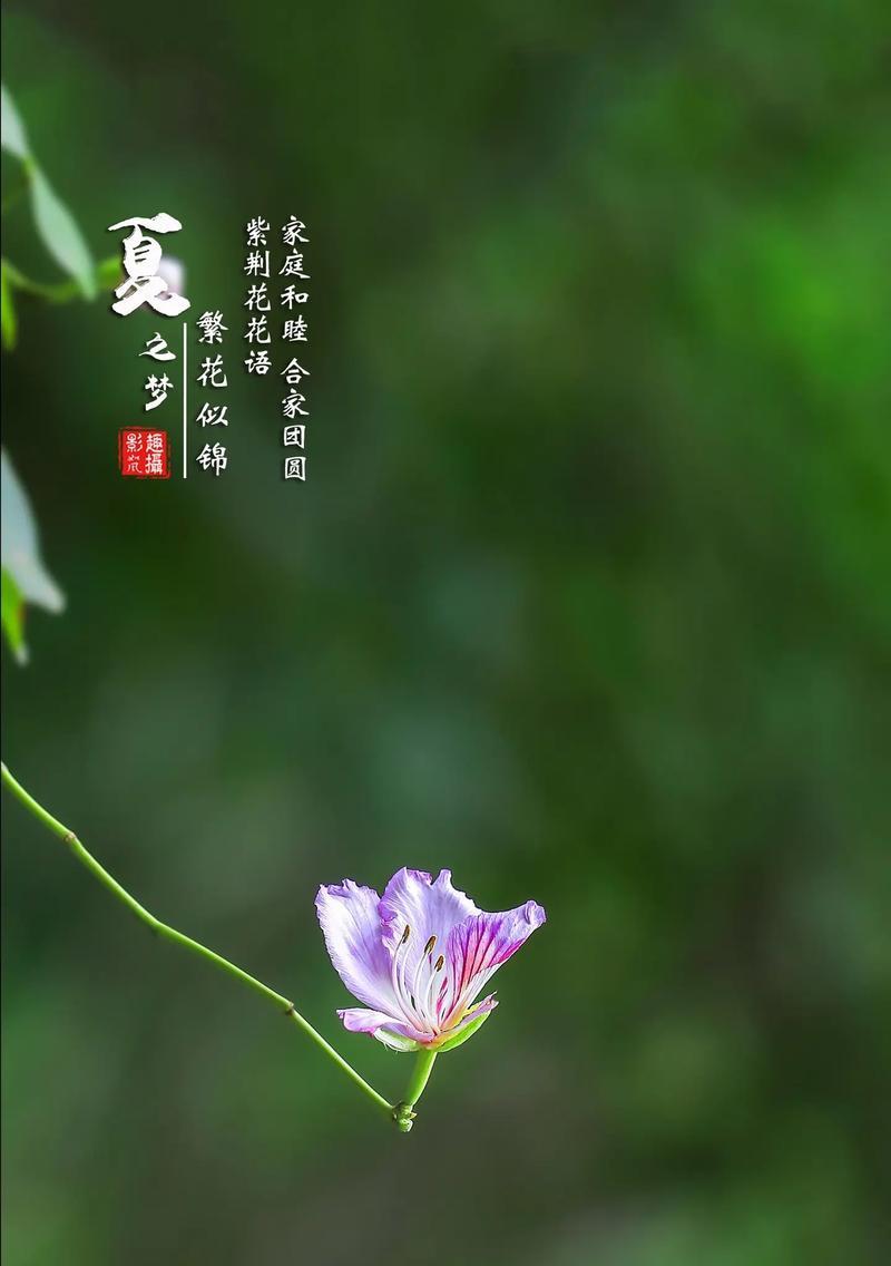 梦境之花（探索以银莲花的花语为例，解析梦境的奥秘）