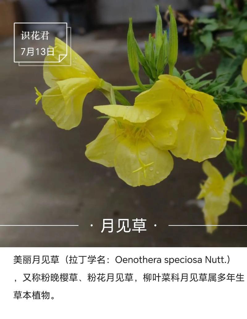 铁树的象征意义与代表（探寻铁树的神秘力量与象征）