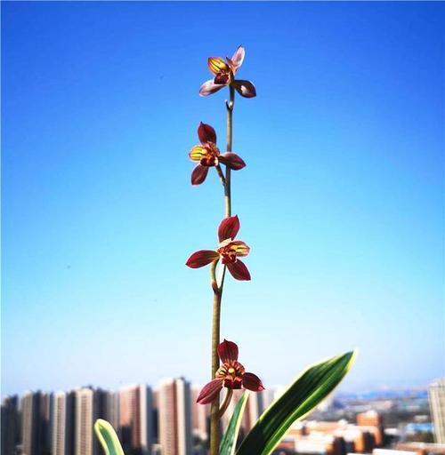 兰花之美（探寻兰花盛开的象征与意义，揭秘兰花之美）