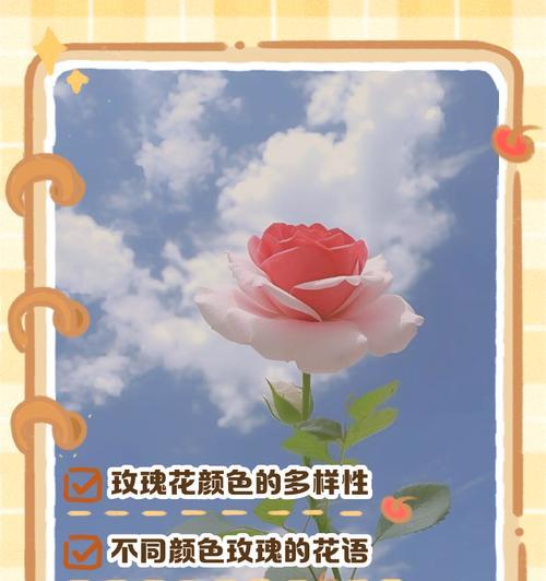 玫瑰花的颜色意义——花开有色彩（一朵花，一种情感，一种颜色，一种寓意）
