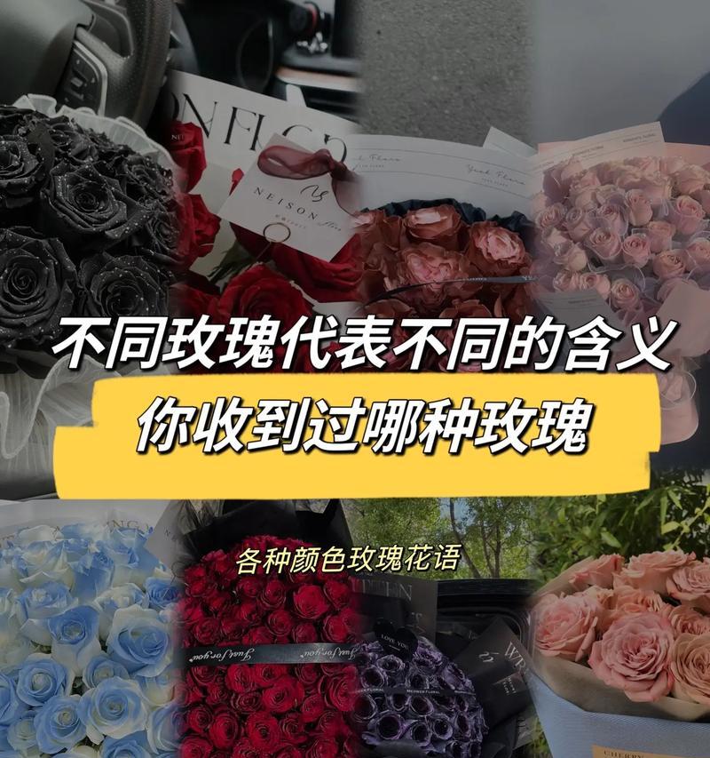 玫瑰花的颜色意义——花开有色彩（一朵花，一种情感，一种颜色，一种寓意）