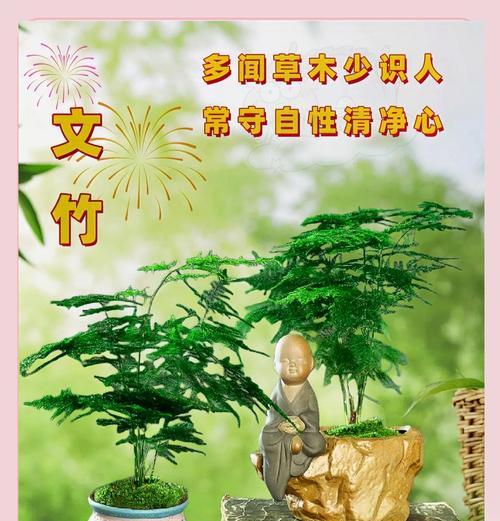 文竹的象征意义——寓意繁荣与成长（以文竹为寓意的植物之美与哲理）