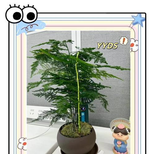 文竹的象征意义——寓意繁荣与成长（以文竹为寓意的植物之美与哲理）