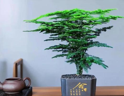 文竹的象征意义——寓意繁荣与成长（以文竹为寓意的植物之美与哲理）