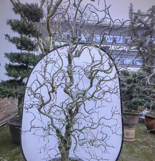 摇钱树——富贵与繁荣的象征（摇钱树的花语和文化象征）