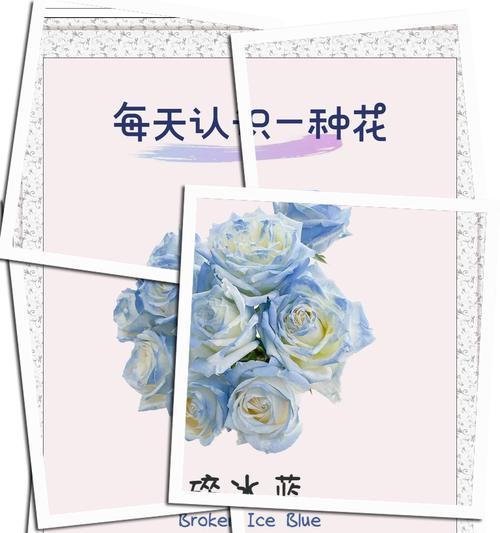 月季与玫瑰（花语传情，月季与玫瑰的不同寓意）