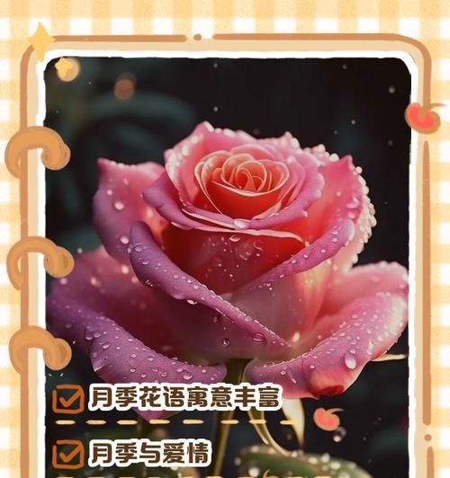 月季与玫瑰（花语传情，月季与玫瑰的不同寓意）
