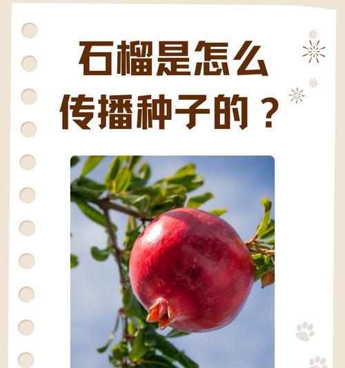 石榴的象征意义及寓意（石榴）