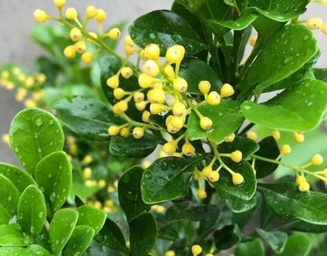 米兰花（探索米兰花的花语及其特点）