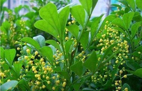 米兰花（探索米兰花的花语及其特点）