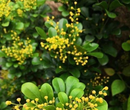 米兰花（探索米兰花的花语及其特点）