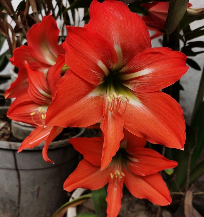 朱顶红的花语与传说（传承千年的朱顶红之谜与花言著语）