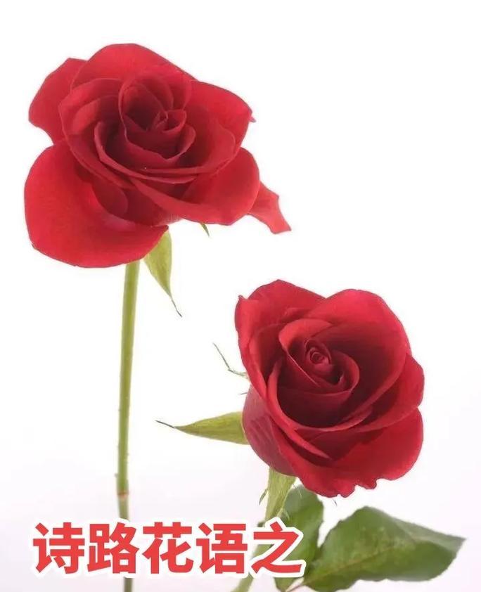15朵玫瑰的花语（用花语告诉你我对你的感受）