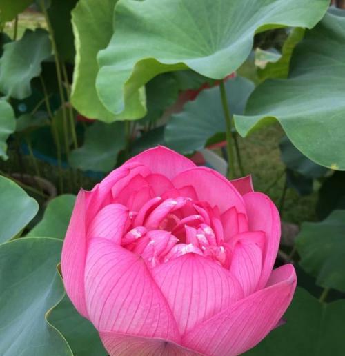 寂静花语（花语的力量和美）