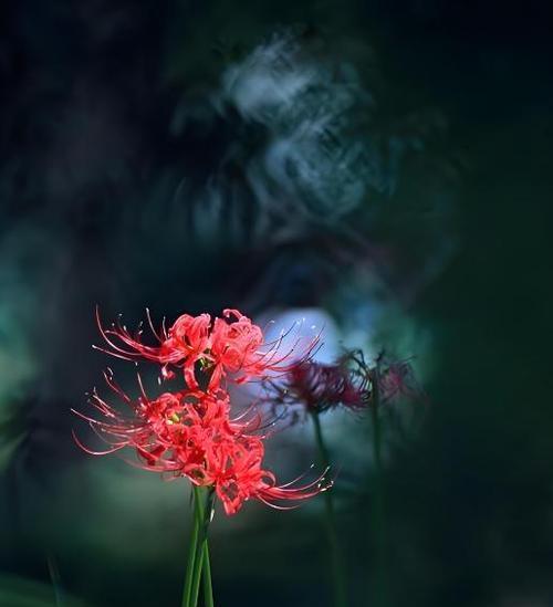 曼陀罗华的花语与传说（探寻曼陀罗华的深意——花语与传说解读）