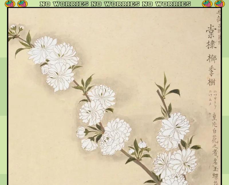 以棠棣代表兄弟情义（深情厚谊，伴我成长）