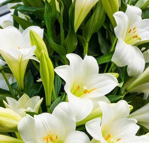 百合花的象征意义与友谊长存（传承友谊之光美丽百合花的寓意）