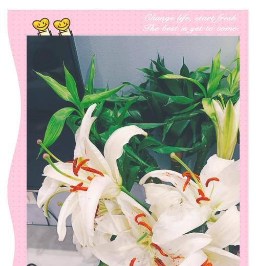 百合花的象征意义与友谊长存（传承友谊之光美丽百合花的寓意）
