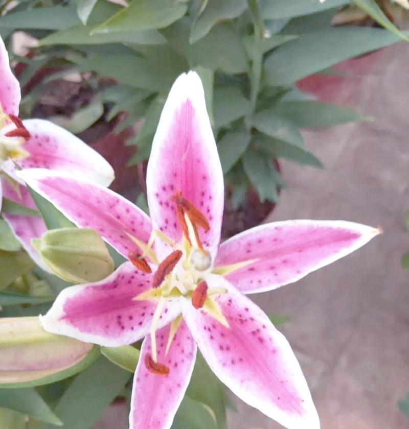 百合花的象征意义与友谊长存（传承友谊之光美丽百合花的寓意）
