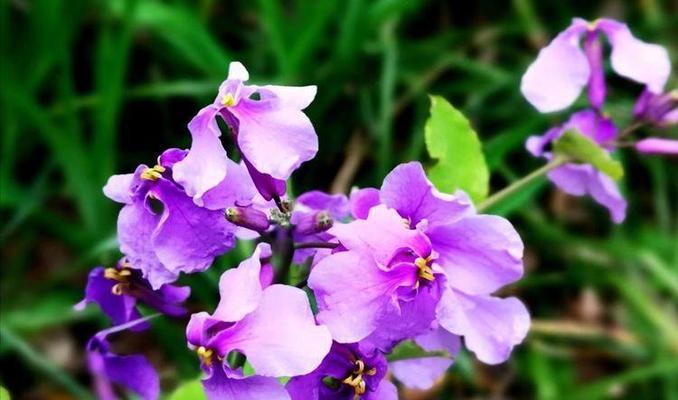 南非万寿菊的花语与寓意（探究南非万寿菊的花语，传达生命和希望的美好寓意）