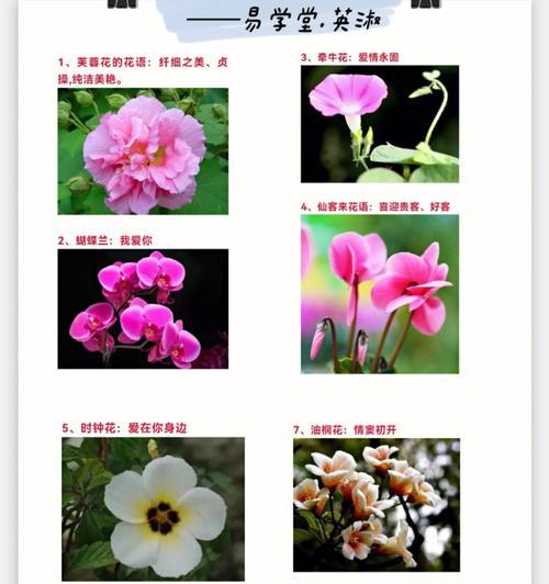 台湾蝴蝶兰的花语之美（探秘台湾蝴蝶兰的花语及其寓意）