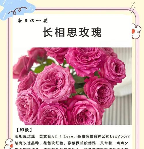 台湾蝴蝶兰的花语之美（探秘台湾蝴蝶兰的花语及其寓意）