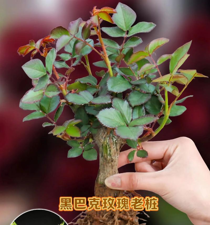 玫瑰花样的植物（探索植物世界中的玫瑰花样，揭示自然之美）