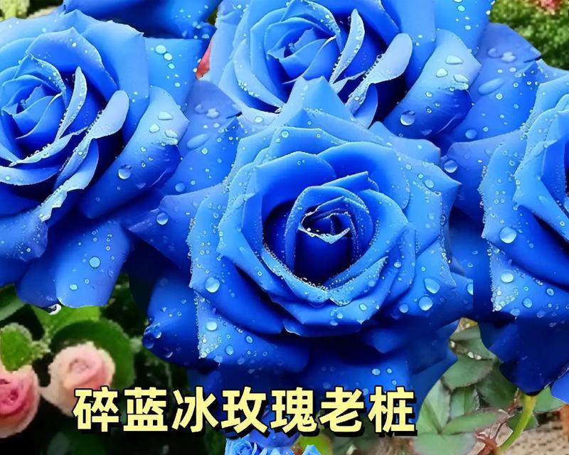 玫瑰花样的植物（探索植物世界中的玫瑰花样，揭示自然之美）