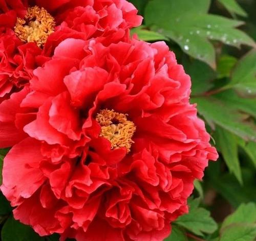 红牡丹（花开花落，生命的律动）