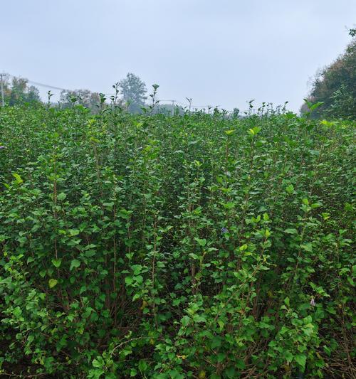 木槿花的花语与寓意（解读木槿花所传递的情感与象征）