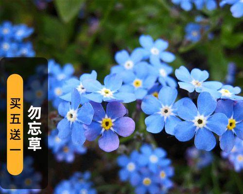 忘我花-寄托爱与美的象征（勿忘我花语及其丰富寓意）