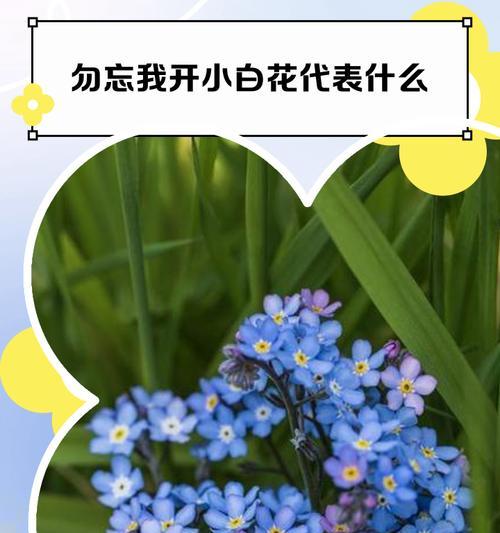 忘我花-寄托爱与美的象征（勿忘我花语及其丰富寓意）