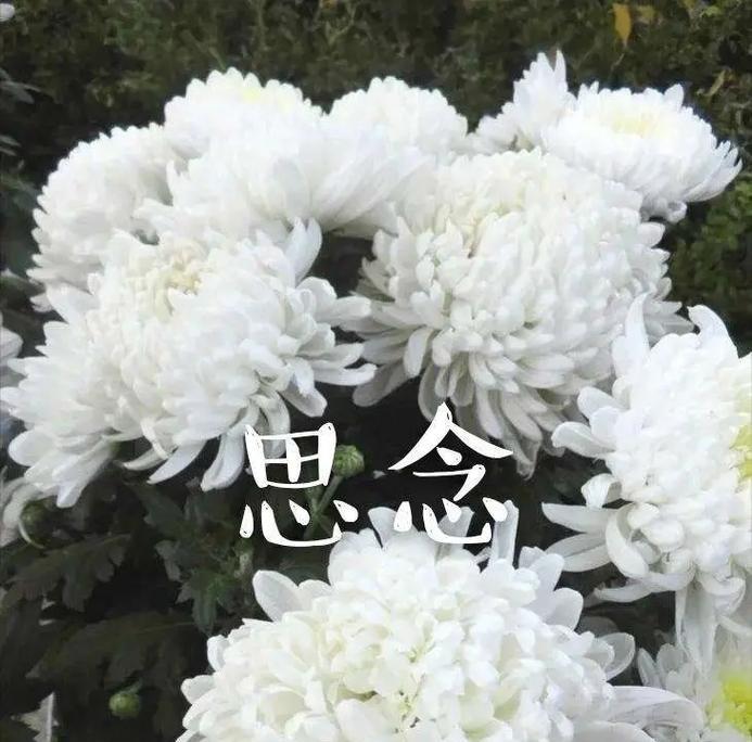 怀念逝去亲人的花——寄托思念的美丽（用花语述说永恒的爱，缅怀逝去的亲人）