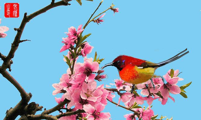 心已死，花开不再（揭示内心的幽暗角落，花朵的哀歌）