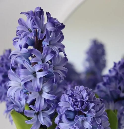 白色风信子的花语和代表意义（探索白色风信子的象征意义与传达的信息）