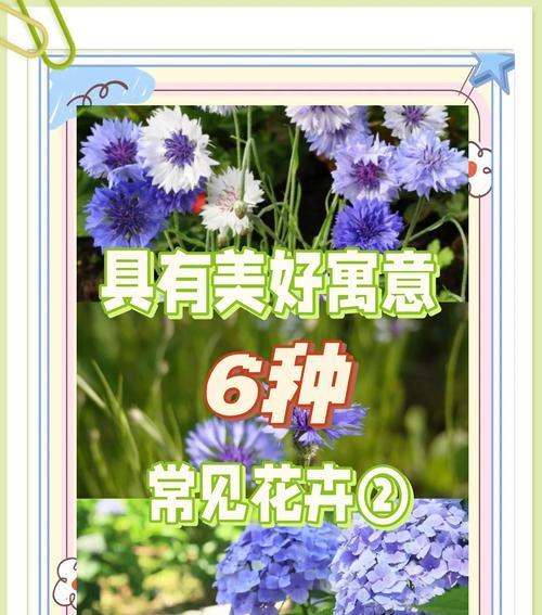 菊花的花语和意义（揭开菊花的秘密，解读菊花的花语）