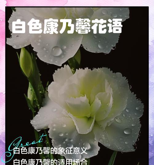 康乃馨花语与生活的哲学（传递爱与希望的花语之美）