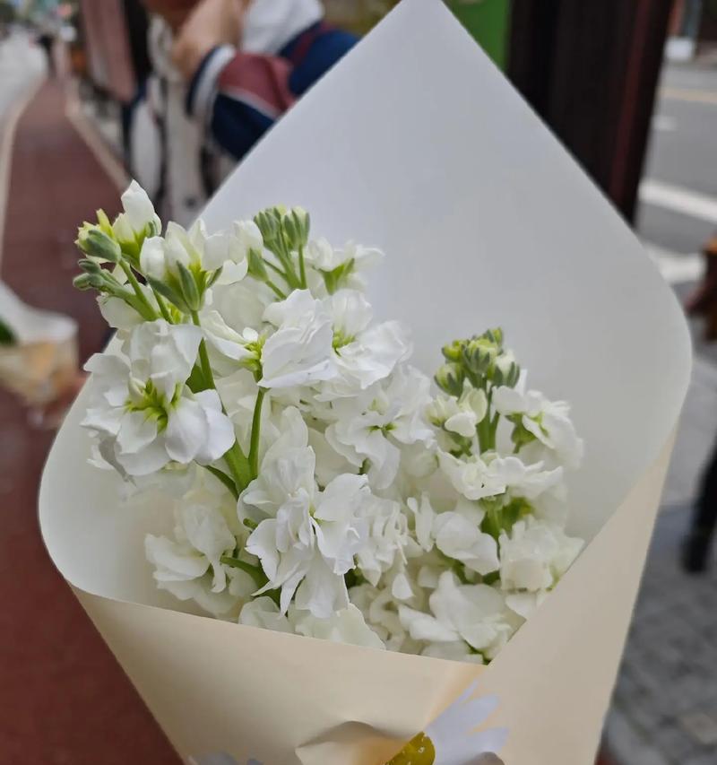 白色紫罗兰花语（揭示白色紫罗兰的花语和寓意）