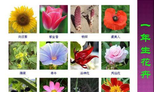 银杏树叶（用一片叶子看懂生命的意义）