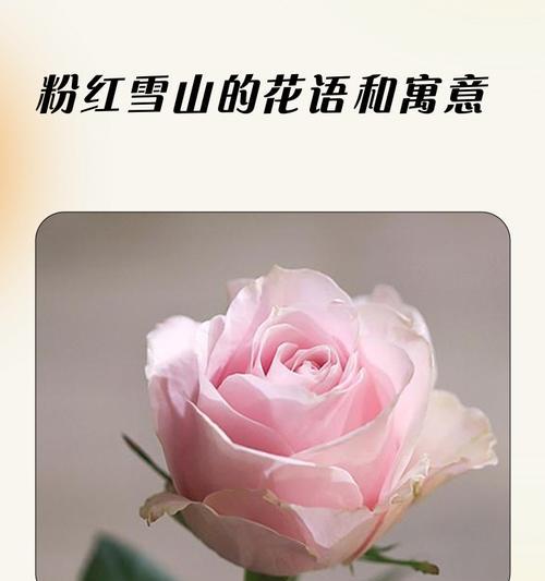 银杏树叶（用一片叶子看懂生命的意义）