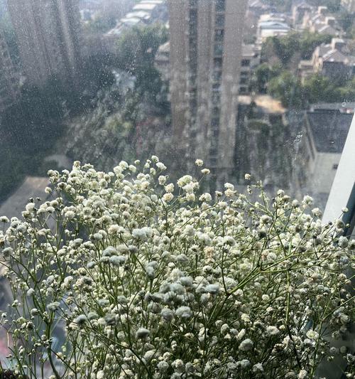 满天星花语之不同颜色的含义（探寻满天星花朵的丰富内涵与象征意义）