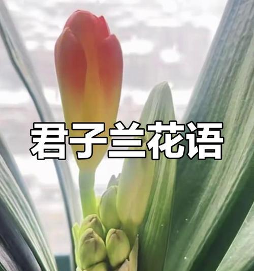 君子兰的寓意、花语和象征（揭秘君子兰的神秘内涵与象征意义）