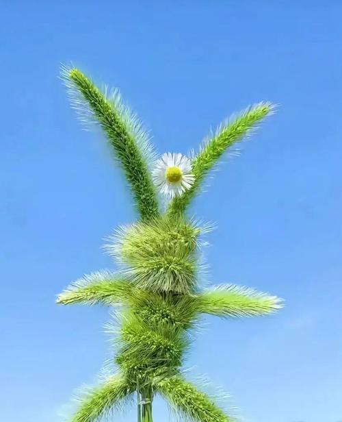狗尾巴草的花语与意义（探索狗尾巴草背后隐藏的美好）