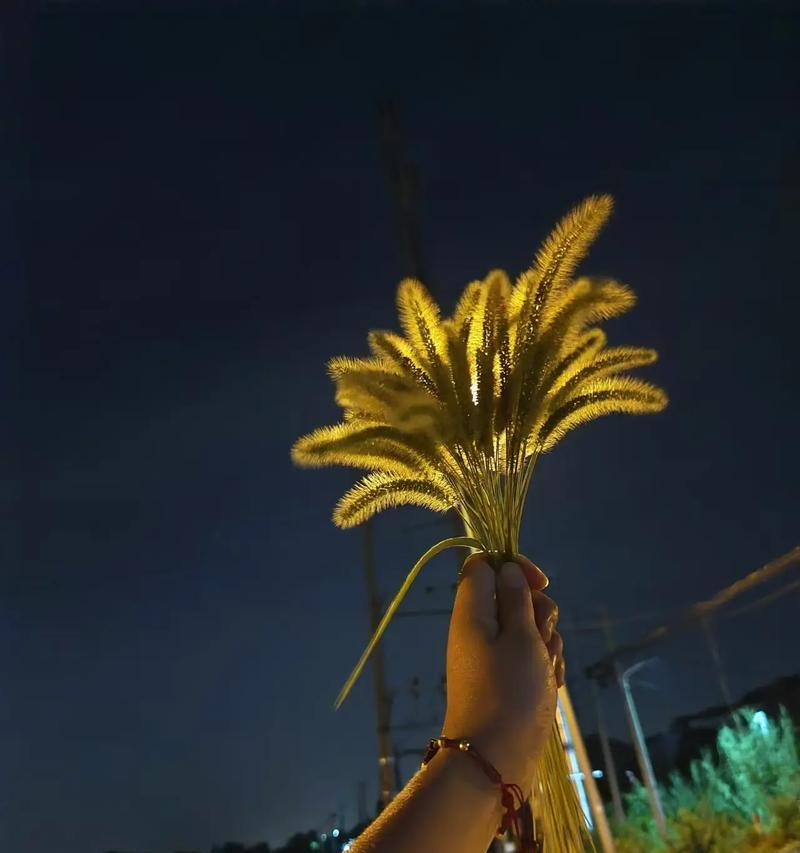 狗尾巴草的花语与意义（探索狗尾巴草背后隐藏的美好）