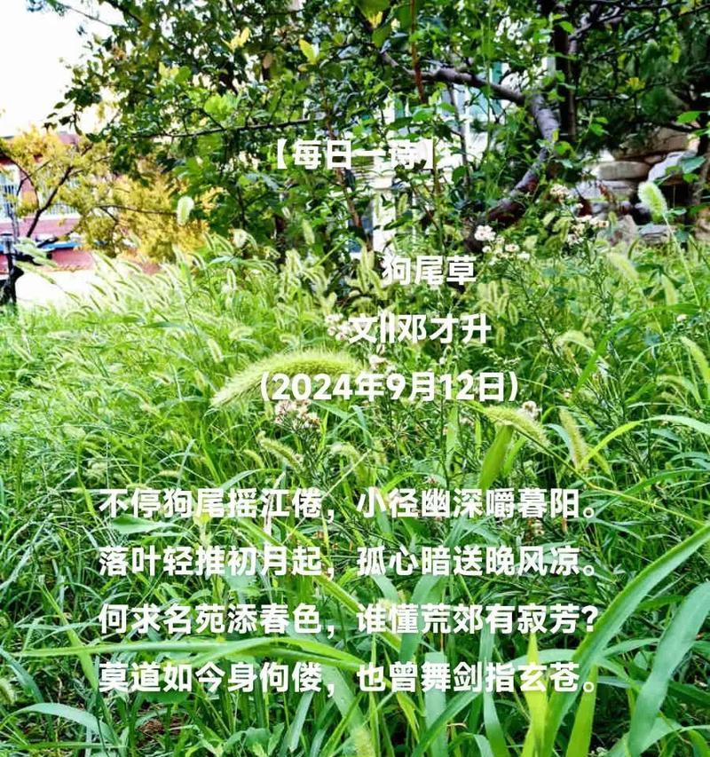 狗尾巴草的花语与意义（探索狗尾巴草背后隐藏的美好）