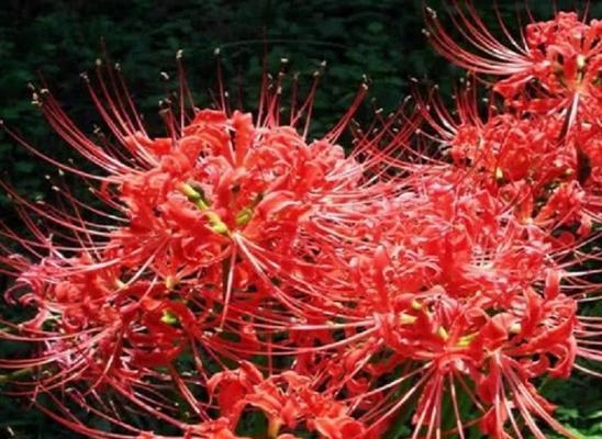 红花石蒜的花语与寓意（红花石蒜的美丽与独特之处）