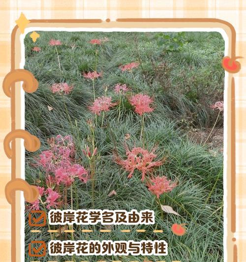 红花石蒜的花语与寓意（红花石蒜的美丽与独特之处）