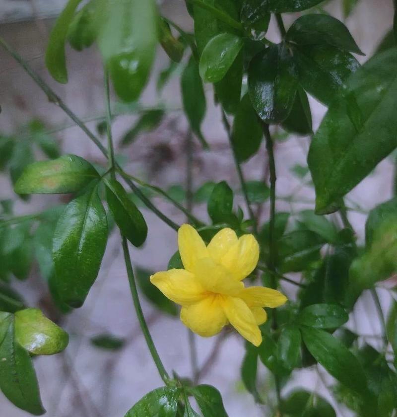 爱情花开，美丽绽放（以代表爱情的植物为主题的浪漫之旅）
