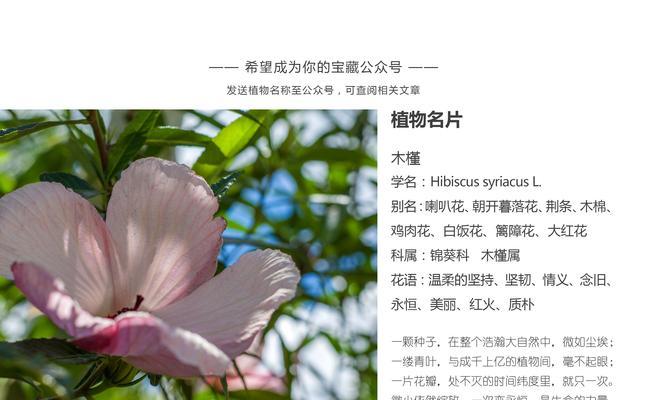 铃兰花语及其代表意义（探寻铃兰花的美丽与深意）